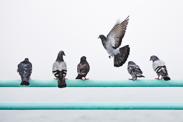Nathan Dumloa via Unsplash duiven op een reling