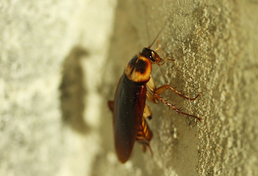 Kakkerlakken bestrijding