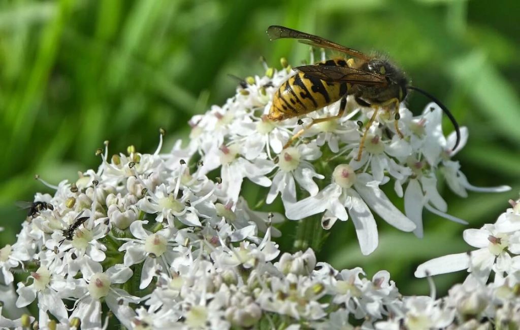 Wesp op bloem