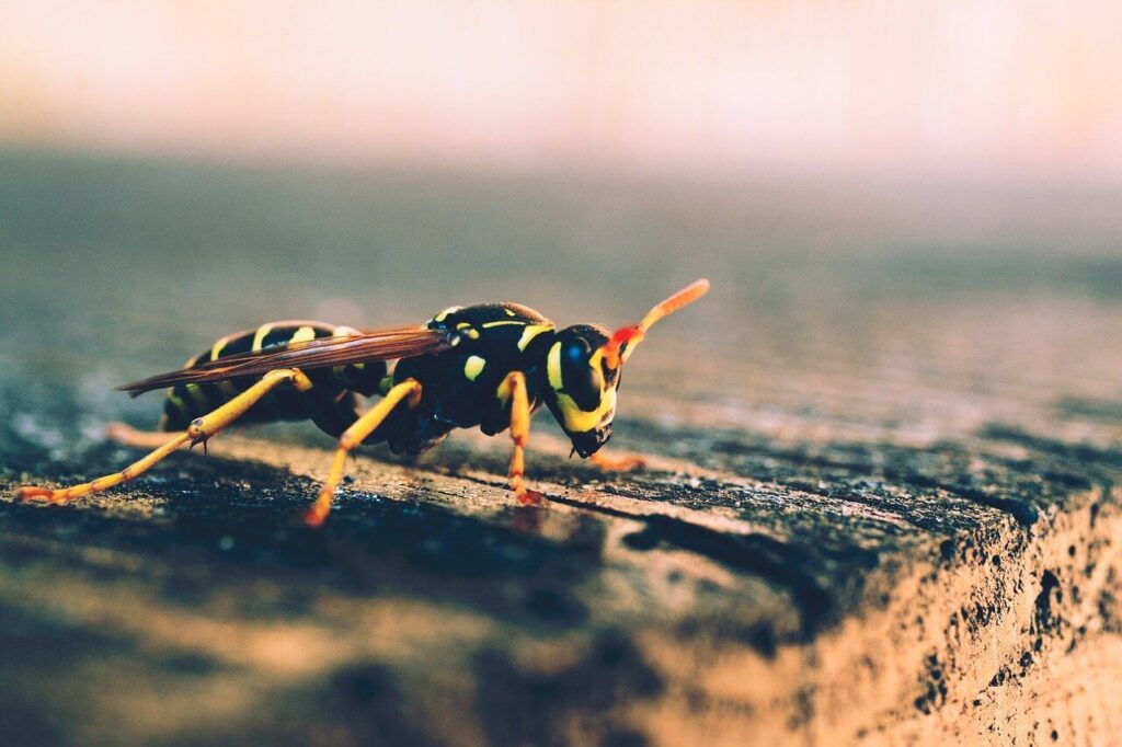 Close-up van een wesp