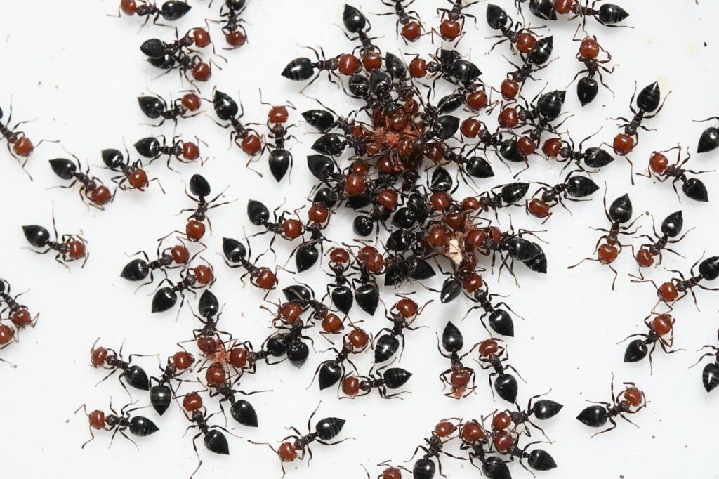 Mierenplaag op etensresten